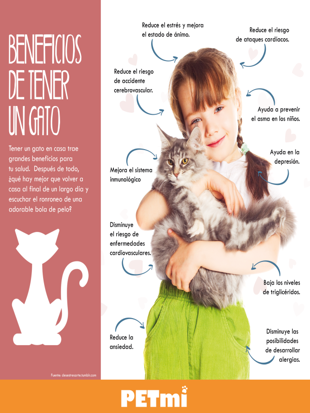 Sintético 105+ Foto 10 beneficios de tener un gato en casa Actualizar