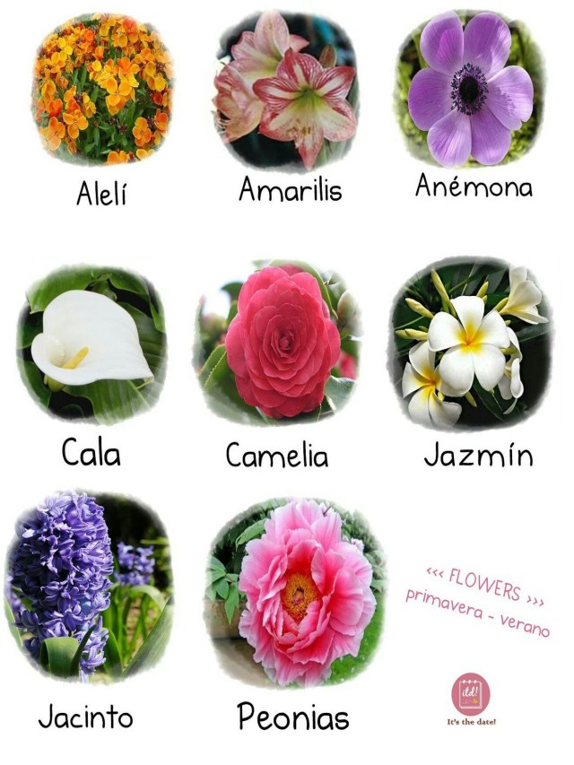 Lista 100+ Foto 100 nombres de flores y fotos Mirada tensa