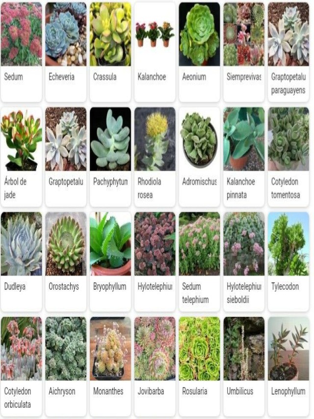 Lista 94+ Foto 100 nombres de plantas con imágenes Actualizar