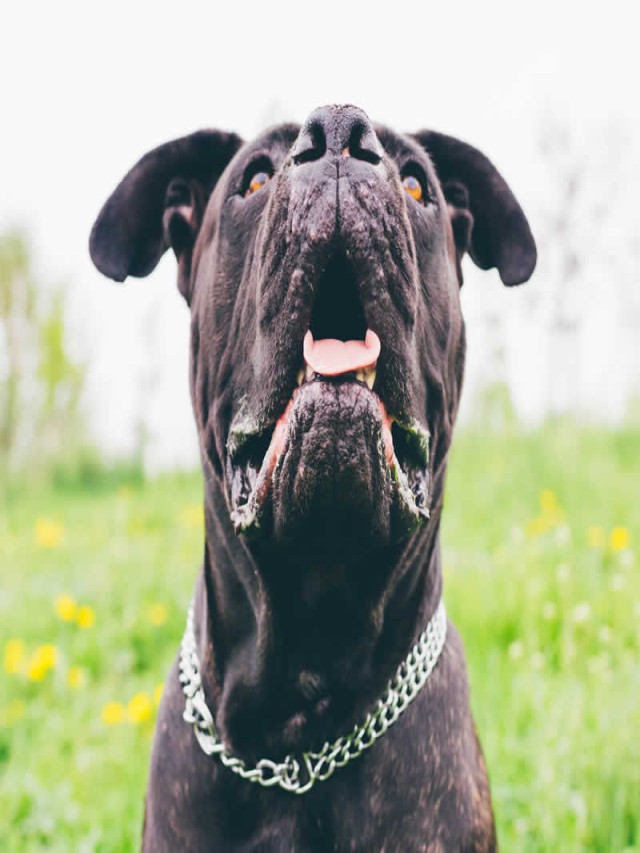 Arriba 97+ Foto a mi perro le huele la boca a pescado El último