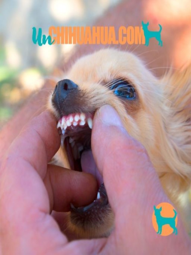 Sintético 105+ Foto a que edad le salen los dientes a los perros chihuahua Alta definición completa, 2k, 4k