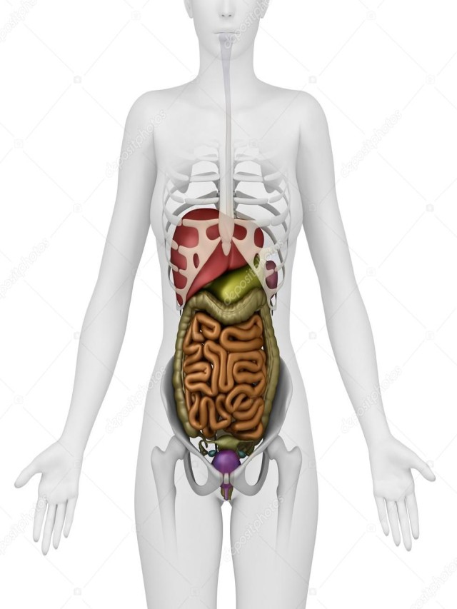 Lista 99+ Foto abdomen organos del cuerpo humano mujer Cena hermosa