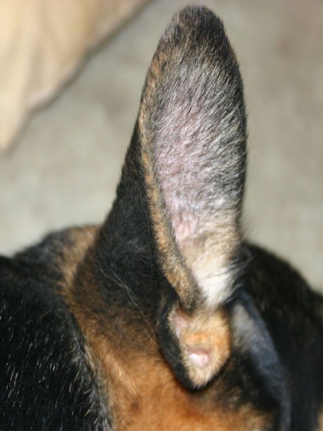 Lista 99+ Foto acaros en la oreja de mi perro El último