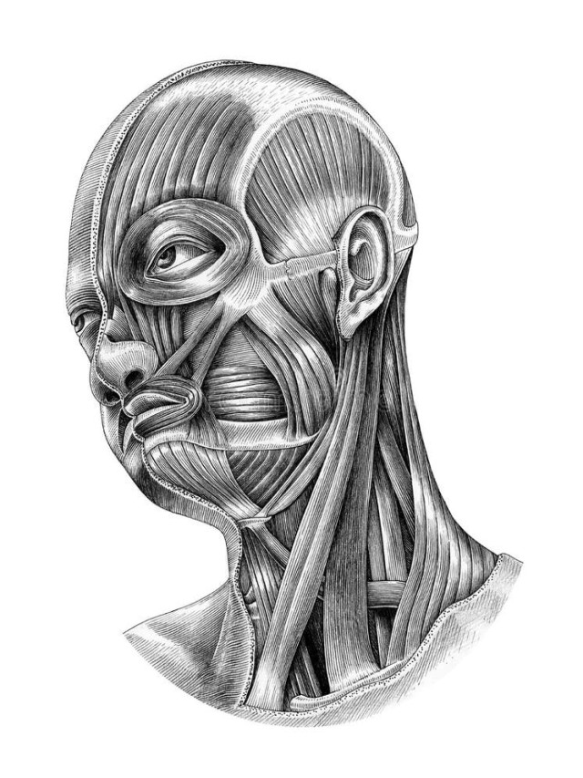 Arriba 99+ Foto anatomia de cabeza y cuello dibujo Mirada tensa