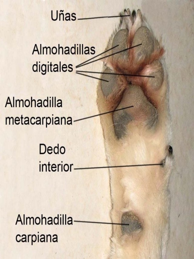 Arriba 104+ Foto anatomia de la pata del perro Mirada tensa