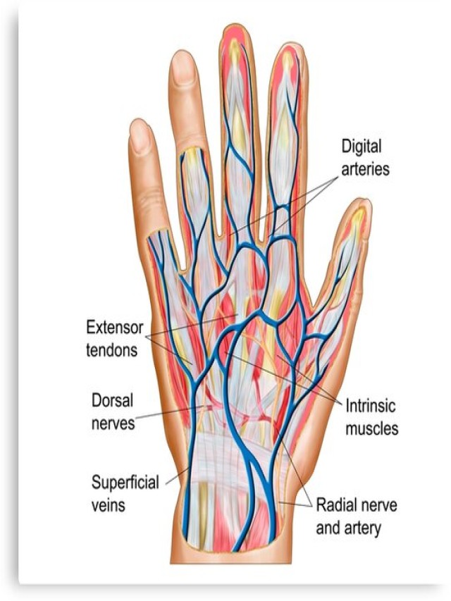 Lista 103+ Foto anatomia de las venas de la mano Alta definición completa, 2k, 4k