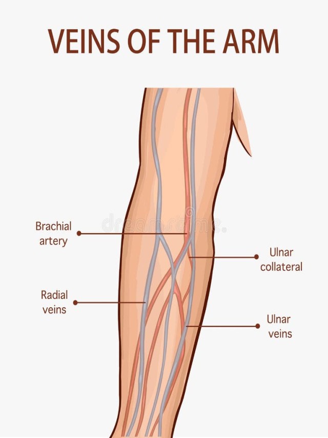 Arriba 98+ Foto anatomía de las venas del brazo Alta definición completa, 2k, 4k