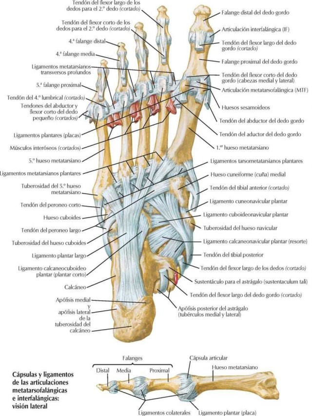 Sintético 104+ Foto anatomía del pie tendones y ligamentos Lleno