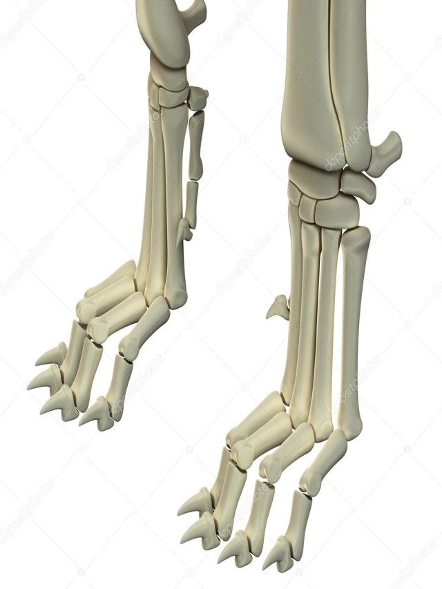 Lista 100+ Foto anatomia huesos de la pata del perro El último