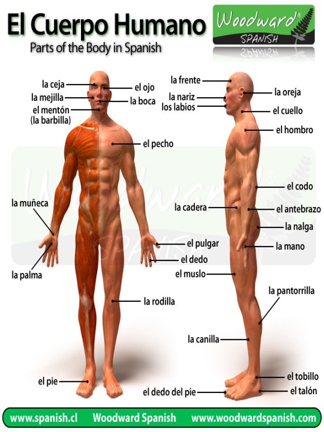 Sintético 104+ Foto anatomia humana con nombres en español Mirada tensa