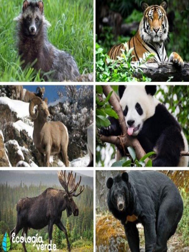 Lista 90+ Foto animales en peligro de extincion del bosque templado Alta definición completa, 2k, 4k