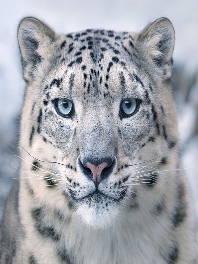 Álbumes 103+ Foto animales en peligro de extincion por el cambio climatico Lleno