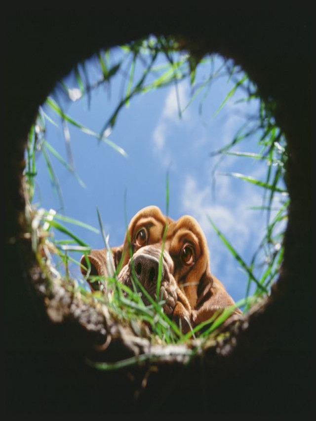 Álbumes 92+ Foto animales que hacen hoyos en la tierra Actualizar