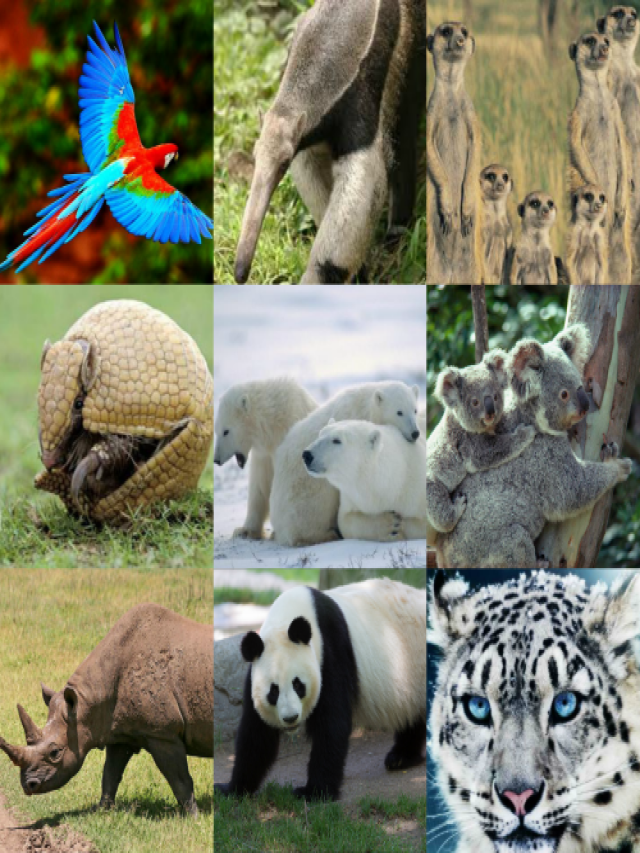 Lista 103+ Foto animales y plantas en peligro de extincion collage Lleno