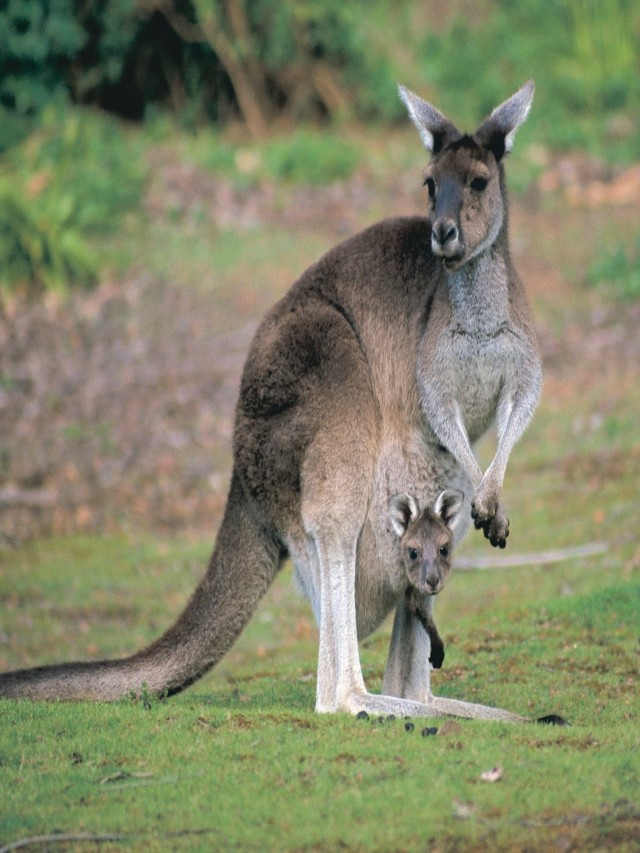 Arriba 97+ Foto animalia en australia que animales son Lleno