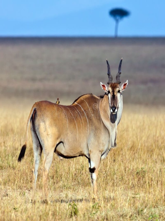 Arriba 105+ Foto antílope de áfrica meridional de orejas negras Actualizar