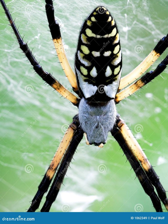 Lista 96+ Foto araña amarilla de jardín es venenosa Lleno