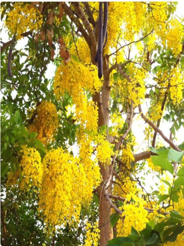 Lista 105+ Foto árbol lluvia de oro es venenoso Lleno