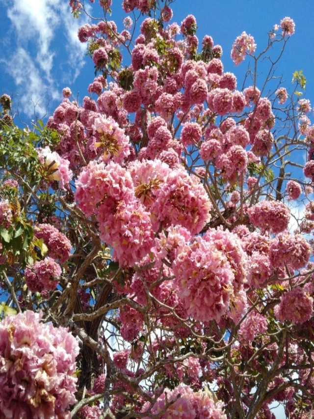 Arriba 94+ Foto árboles con flores rosas en méxico Alta definición completa, 2k, 4k