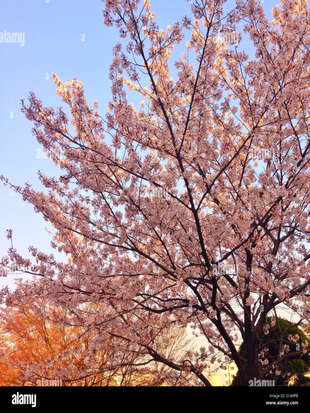 Lista 92+ Foto arboles de cerezo en corea del sur Lleno