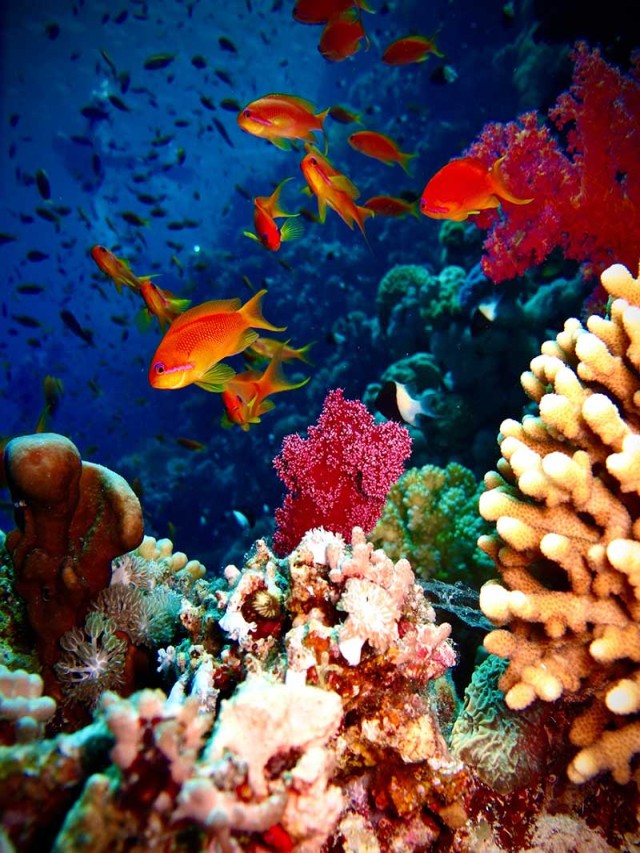 Sintético 93+ Foto arrecifes de coral flora y fauna Lleno