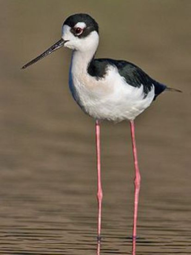 Lista 92+ Foto aves de patas largas y delgadas El último