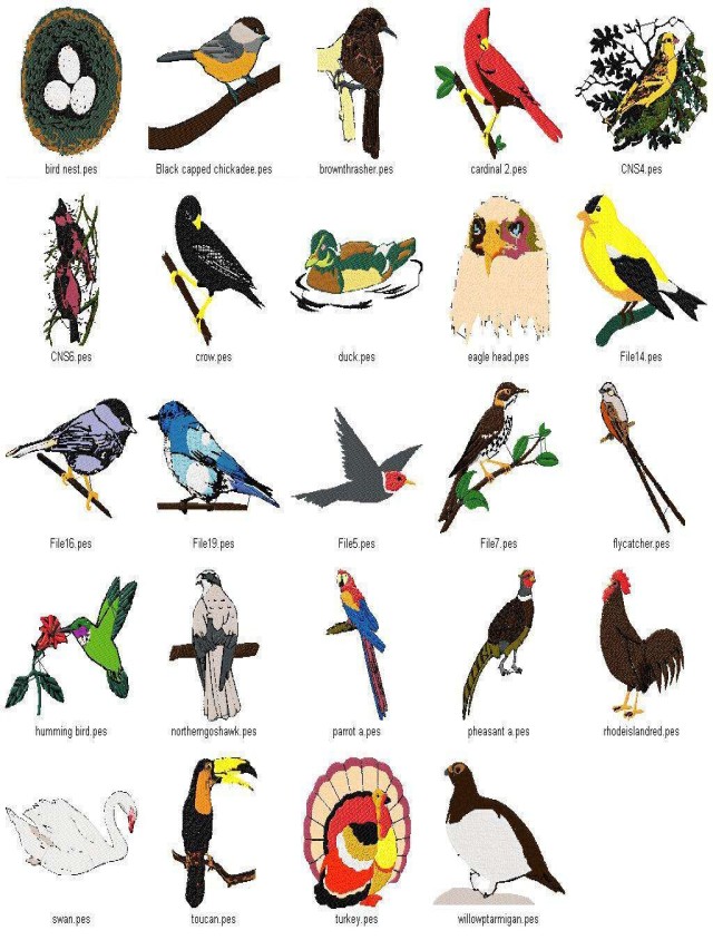 Lista 91+ Foto aves para dibujar con sus nombres Mirada tensa