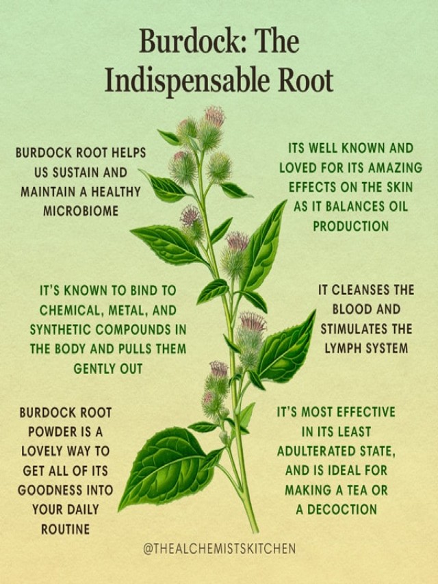 Em geral 95+ Imagen benefits of burdock root tea for hair El último