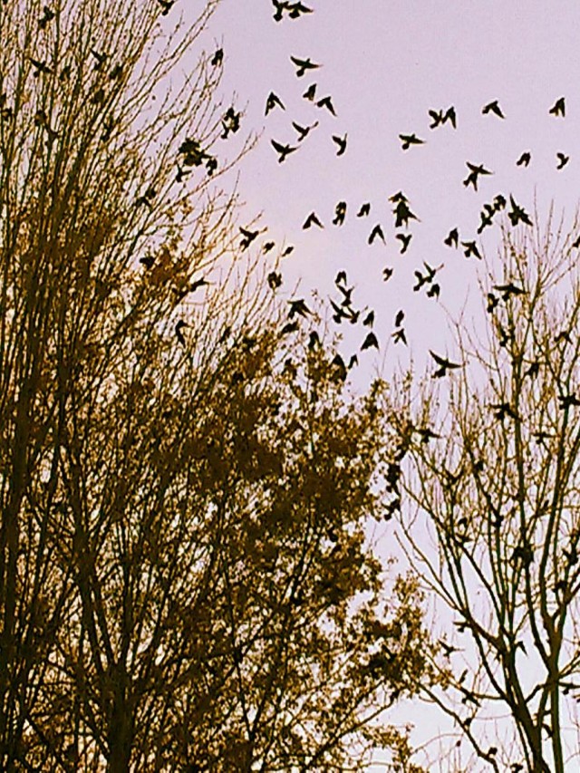 Sintético 91+ Foto birds of a feather flock together Lleno