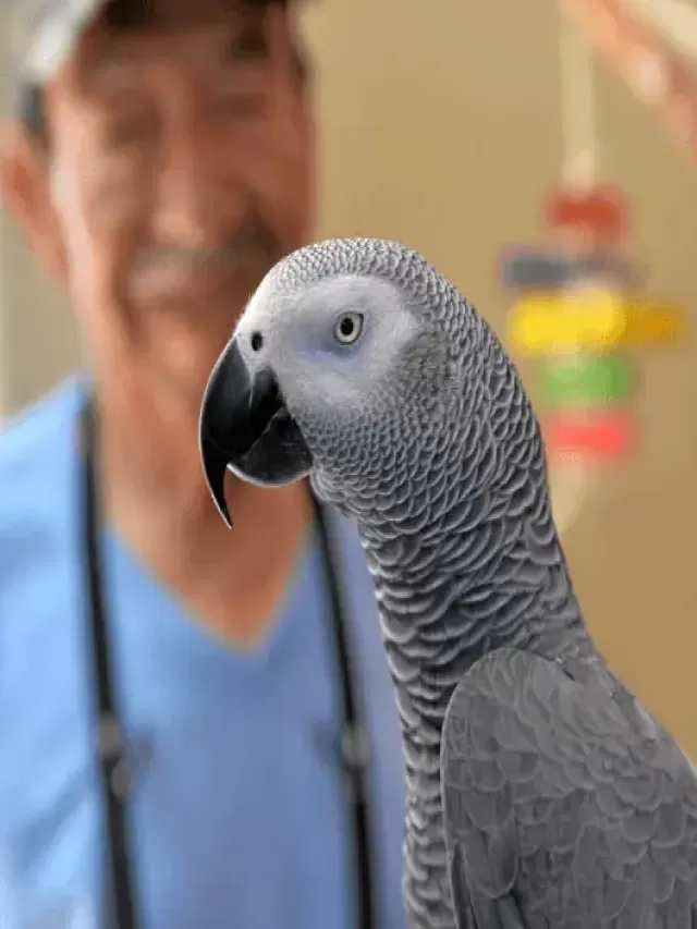 Lista 103+ Foto british parrot missing for four years returns speaking spanish Actualizar