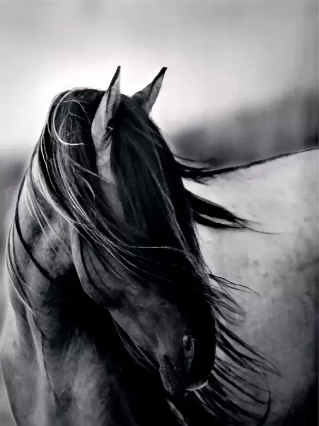 Lista 96+ Foto caballos en blanco y negro Actualizar