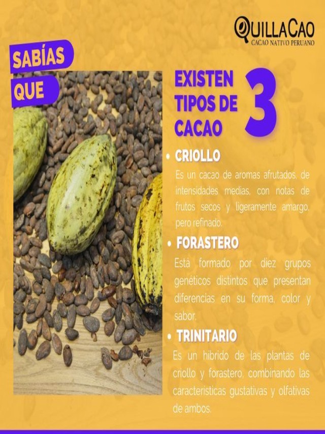 Lista 92+ Foto cacao criollo, forastero y trinitario Cena hermosa