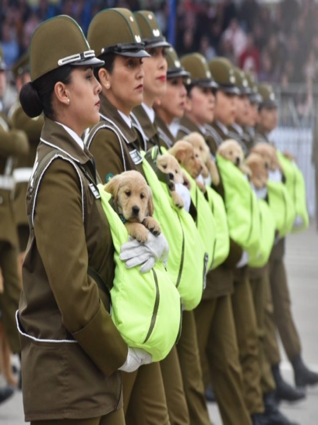 Arriba 100+ Foto cachorros en el desfile militar 2022 Lleno