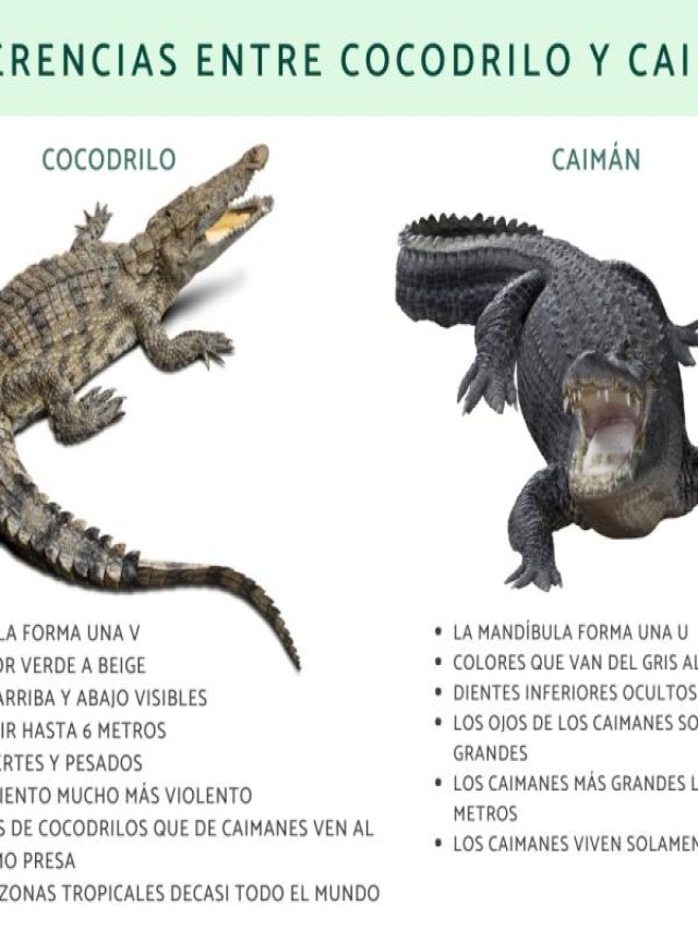 Álbumes 105+ Foto caimán y cocodrilo cuál es más peligroso Cena hermosa