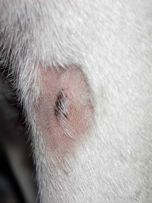 Lista 92+ Foto cáncer de piel en perros imágenes Lleno