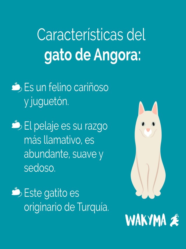 Lista 90+ Foto características exposicion del gato para niños de preescolar El último