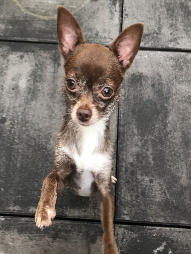 Álbumes 99+ Foto chihuahua pelo largo cabeza de manzana Cena hermosa