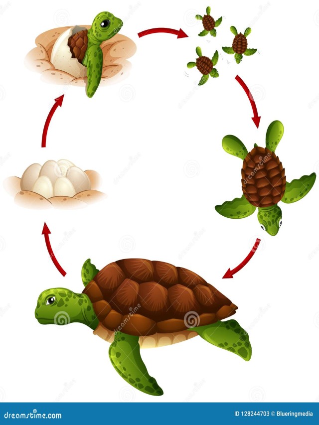 Sintético 101+ Foto ciclo de la vida de las tortugas Mirada tensa