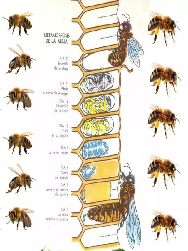 Álbumes 96+ Foto ciclo de vida de la abeja reina Mirada tensa