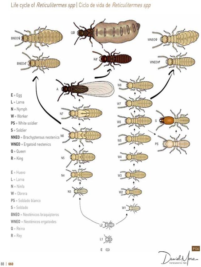 Lista 90+ Foto ciclo de vida de la termita Lleno