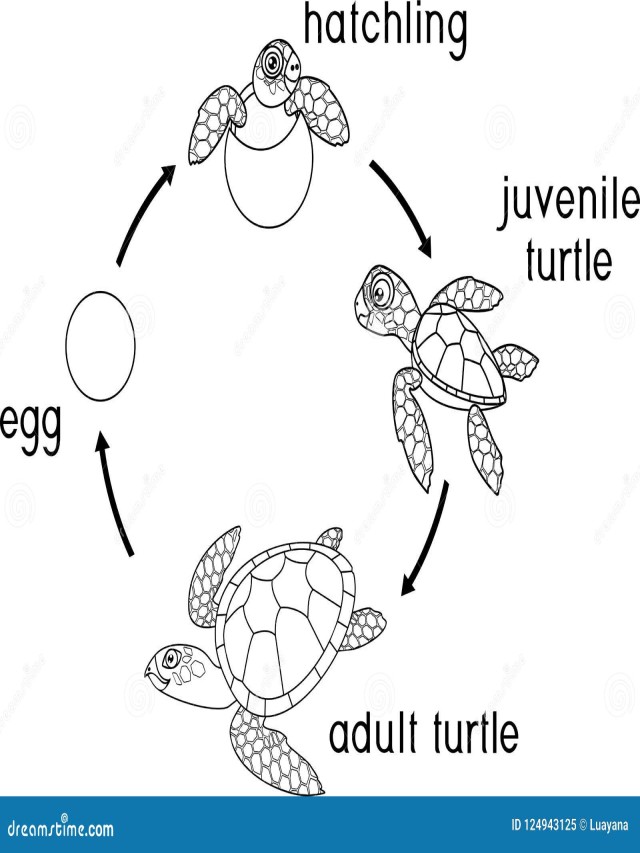 Sintético 96+ Foto ciclo de vida de la tortuga para colorear Cena hermosa