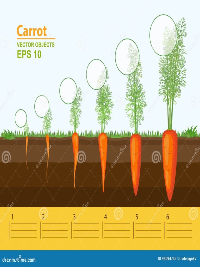 Sintético 103+ Foto ciclo de vida de la zanahoria El último