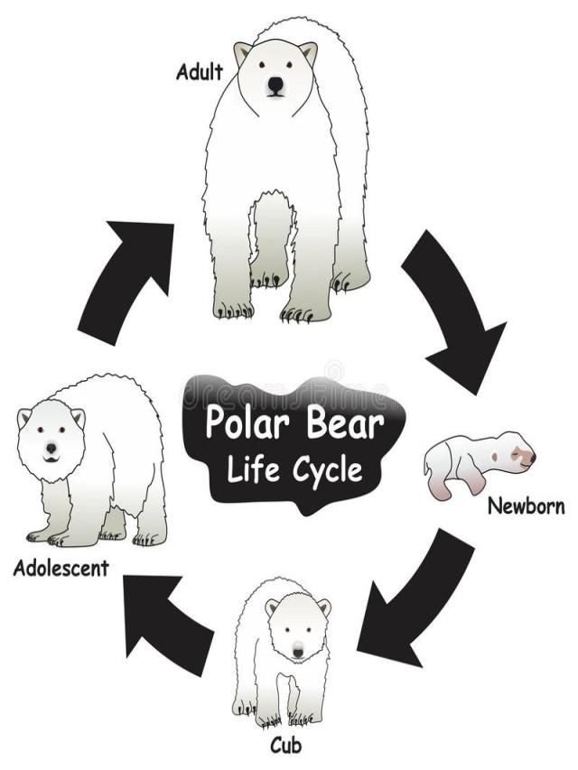 Arriba 103+ Foto ciclo de vida de un oso polar El último