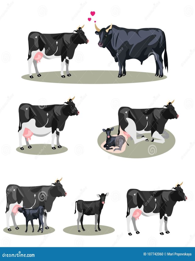Lista 93+ Foto ciclo de vida de una vaca Actualizar