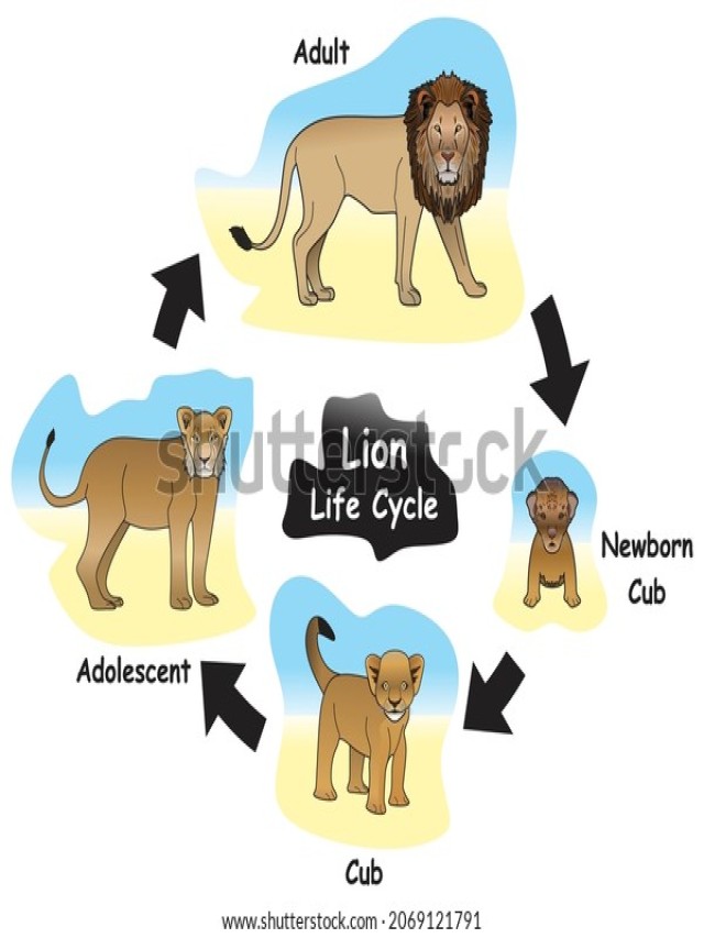 Sintético 104+ Foto ciclo de vida del leon africano Alta definición completa, 2k, 4k