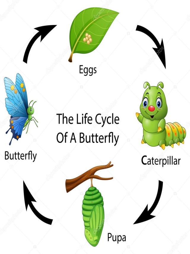 Sintético 101+ Foto ciclo de vida dela mariposa para niños El último