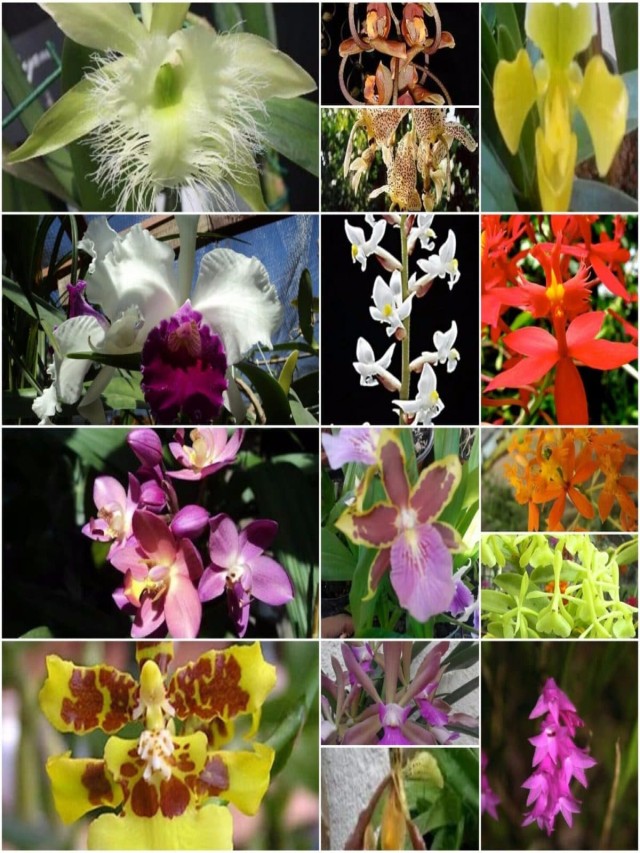 Sintético 95+ Foto clases de orquídeas fotos y nombres Mirada tensa