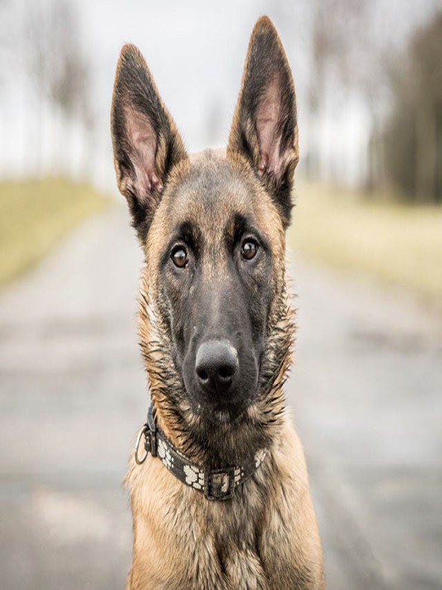 Lista 104+ Foto colores de perros pastor belga malinois Mirada tensa