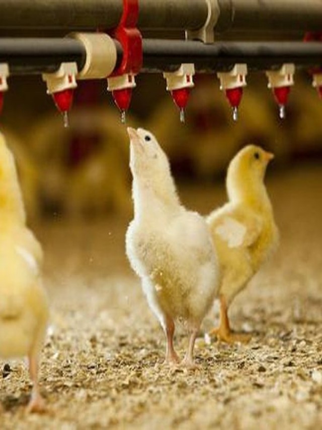 Lista 98+ Imagen como criar pollos de engorde en casa para negocio Actualizar
