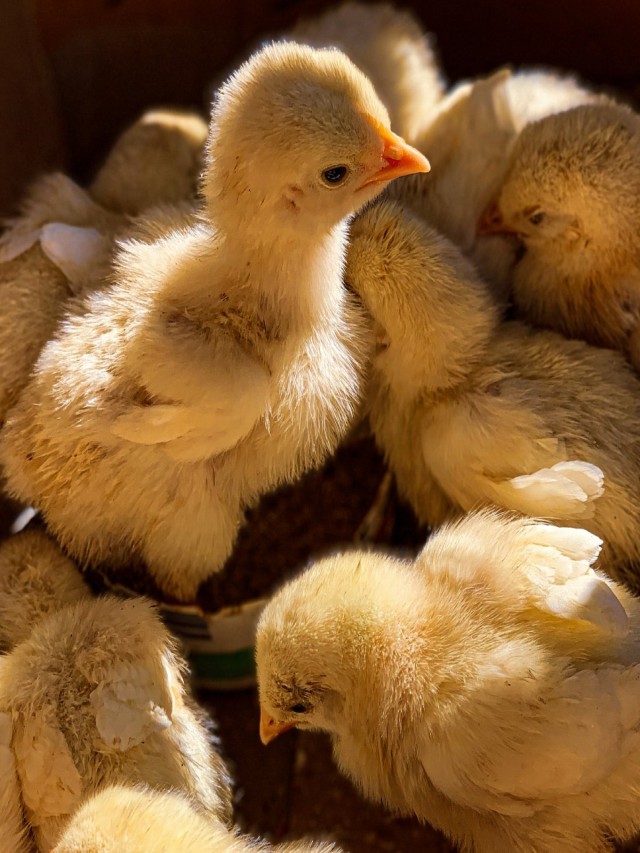 Álbumes 103+ Foto como criar pollos de engorde en 30 días Mirada tensa